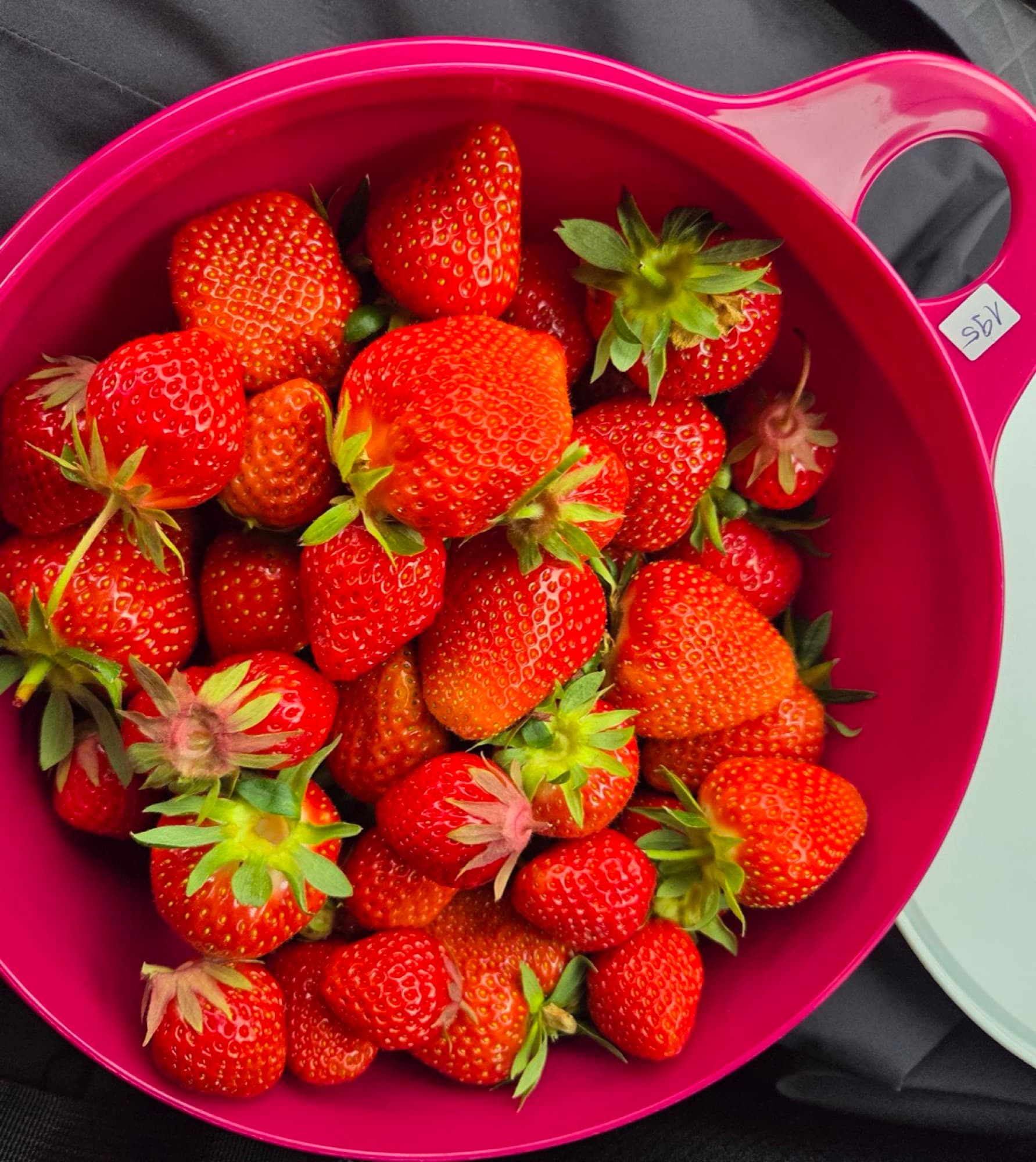 Reife Erdbeeren an der Pflanze