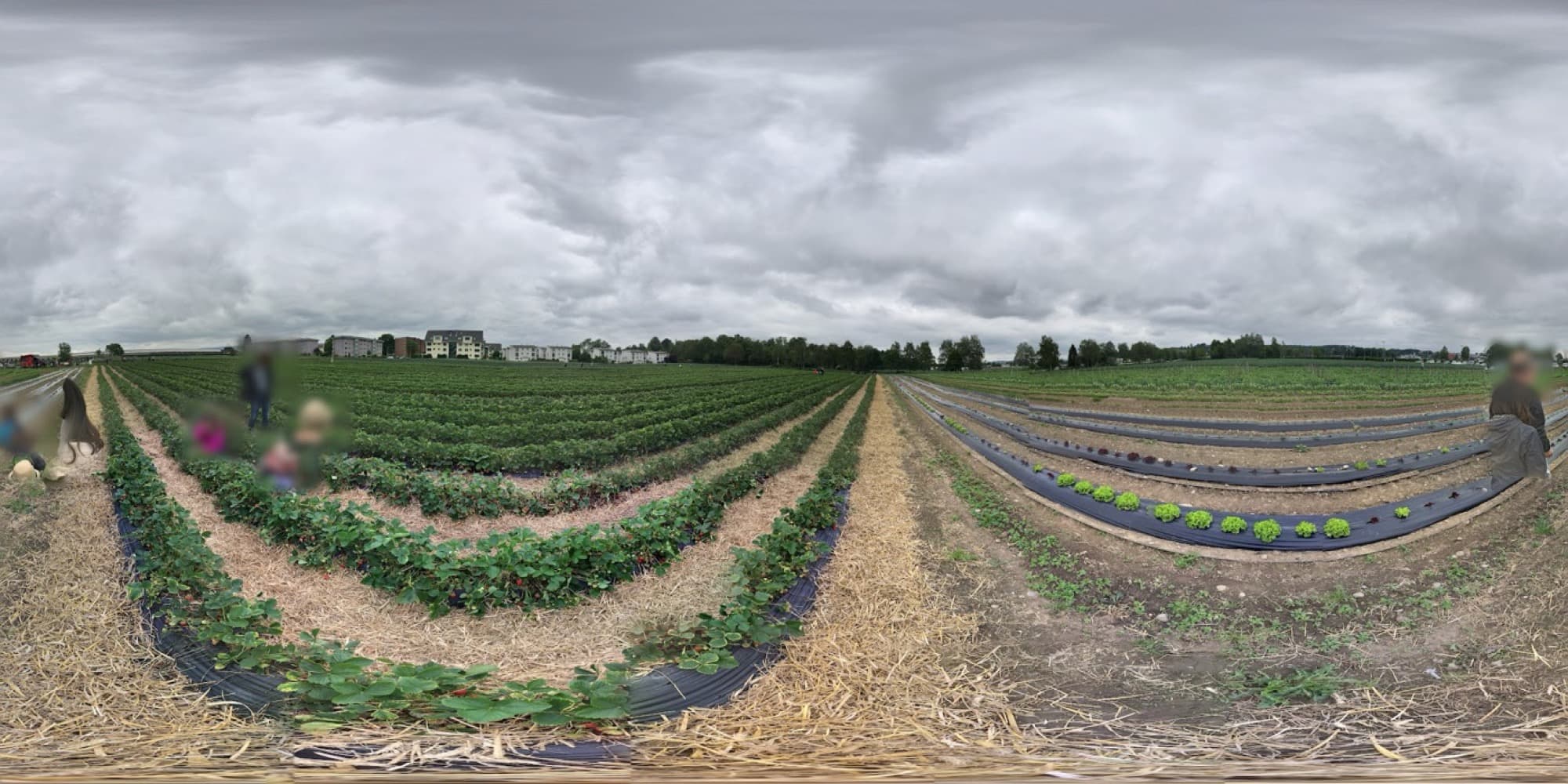 Blick über die Erdbeerreihen auf dem Feld