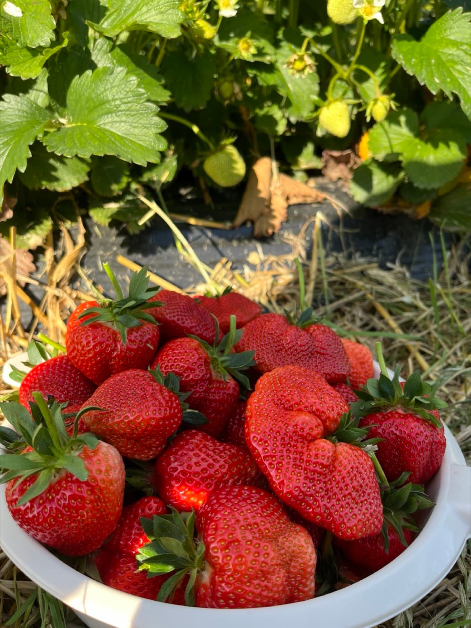 Erdbeeren in der Hand