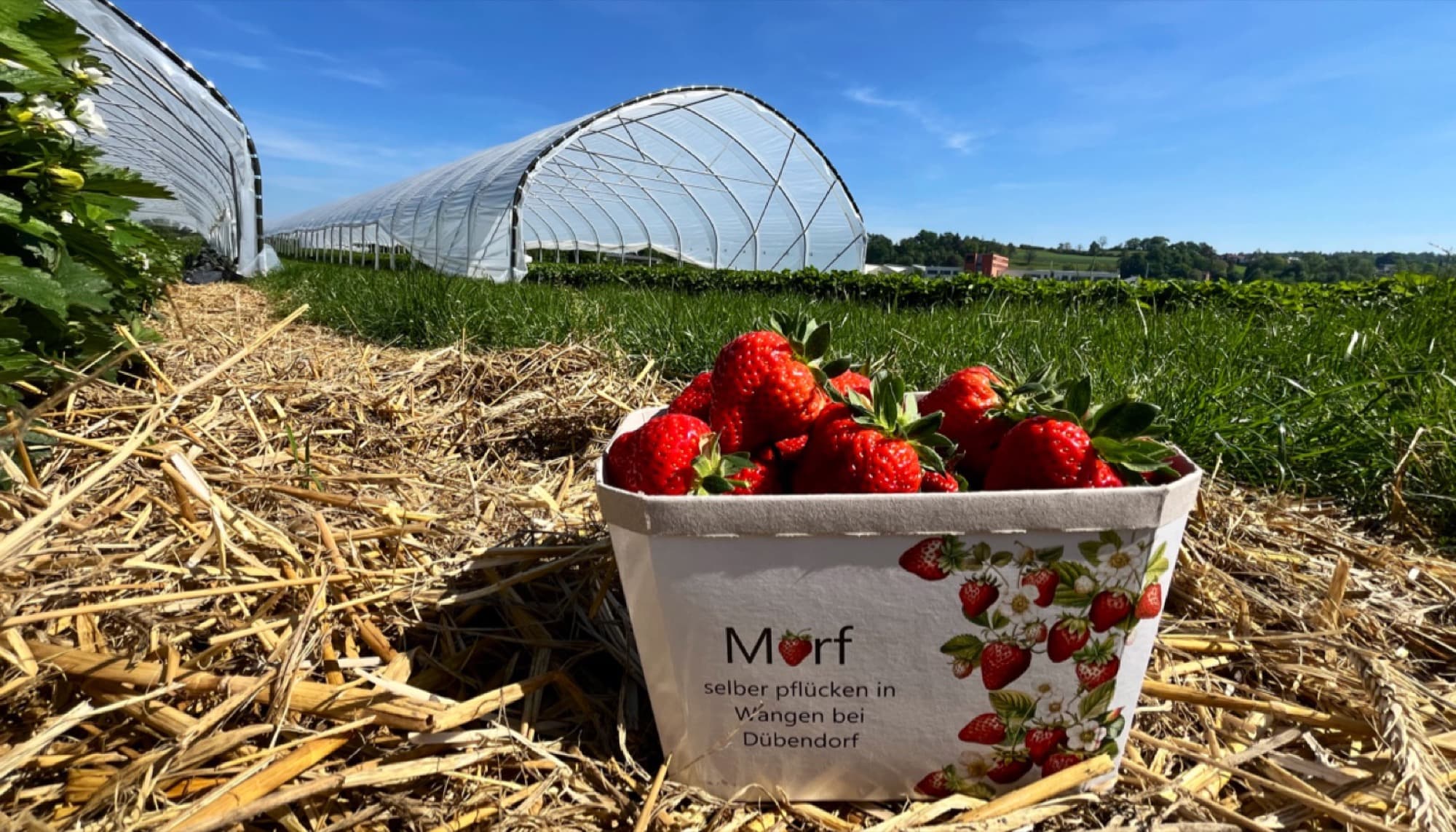 Körbchen mit frisch gepflückten Erdbeeren vor den Folientunneln in Wangen