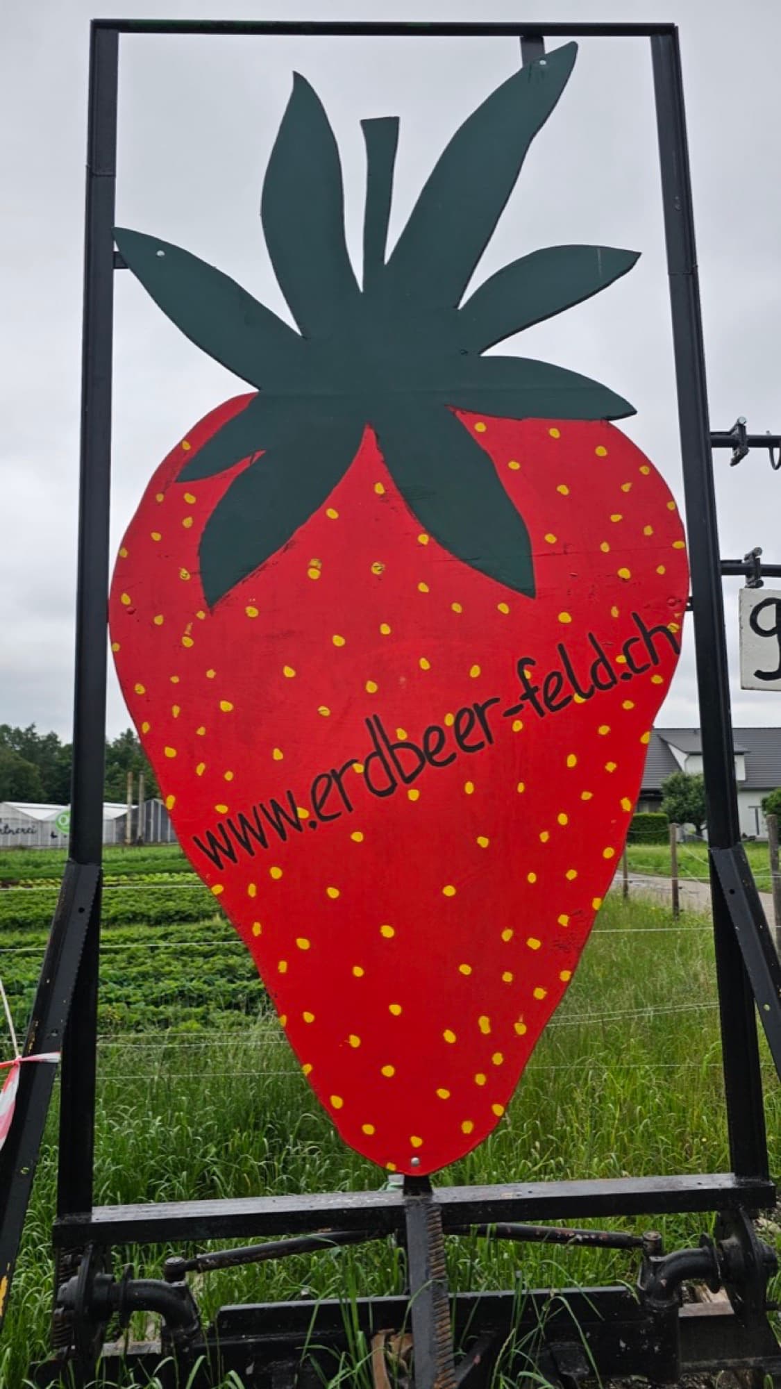 Bemaltes Erdbeer-Schild am Feldrand mit der Adresse erdbeer-feld.ch
